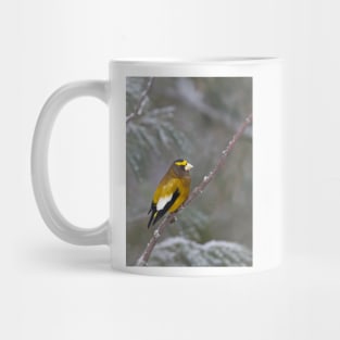 Evening Grosbeak - Algonquin Park Mug